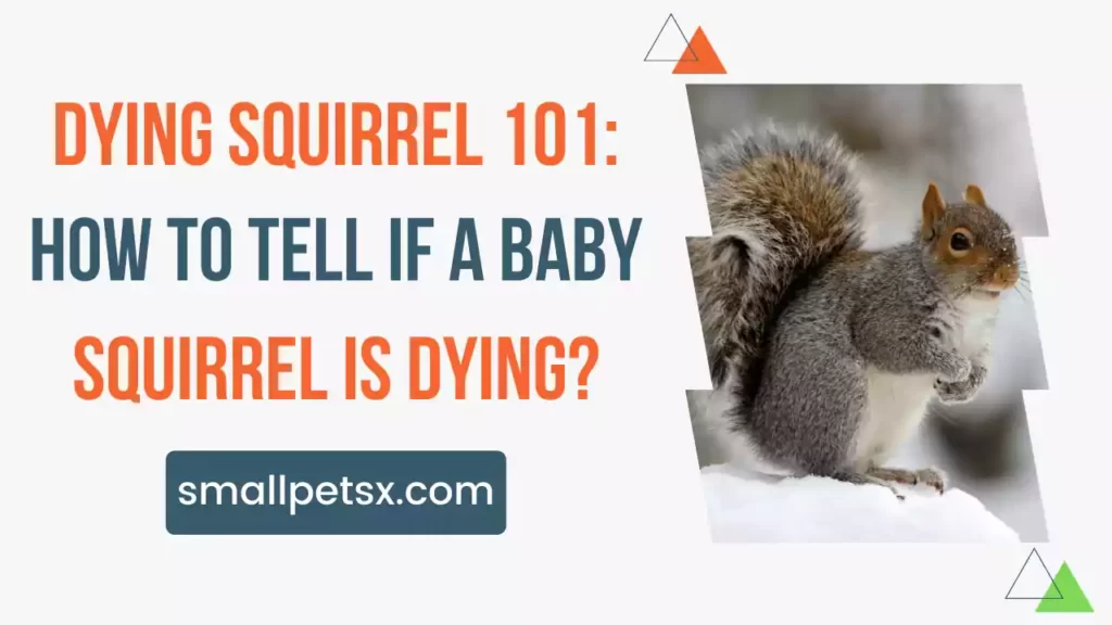 how-to-tell-if-a-baby-squirrel-is-dying-Image