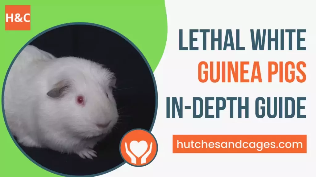 lethal-white-guinea-pigs