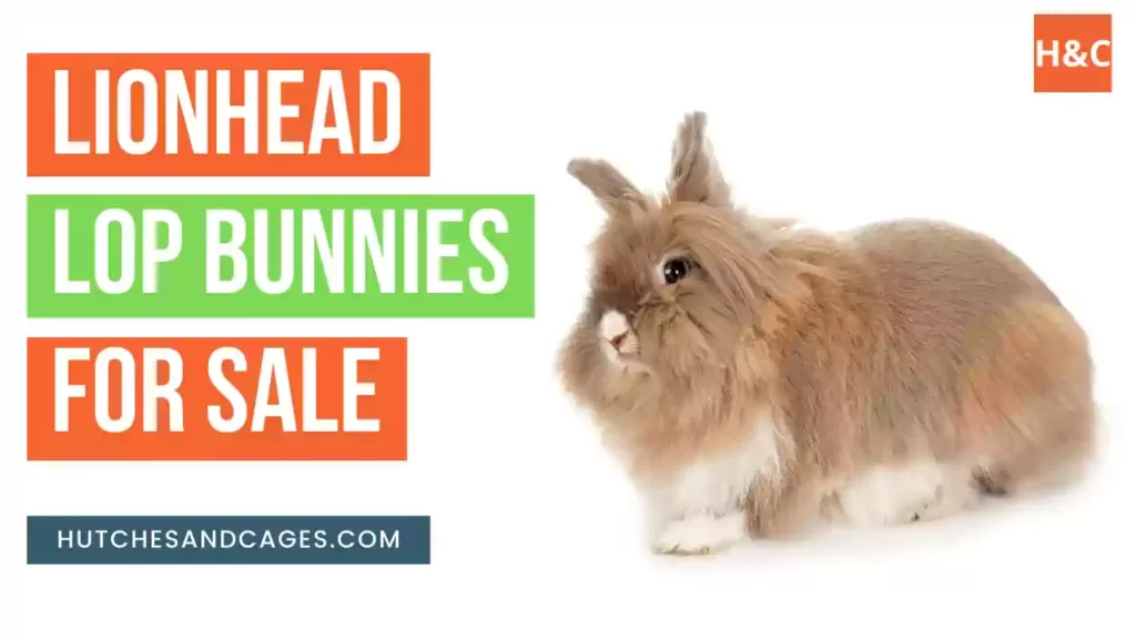 lionhead-lop-bunnies-for-sale