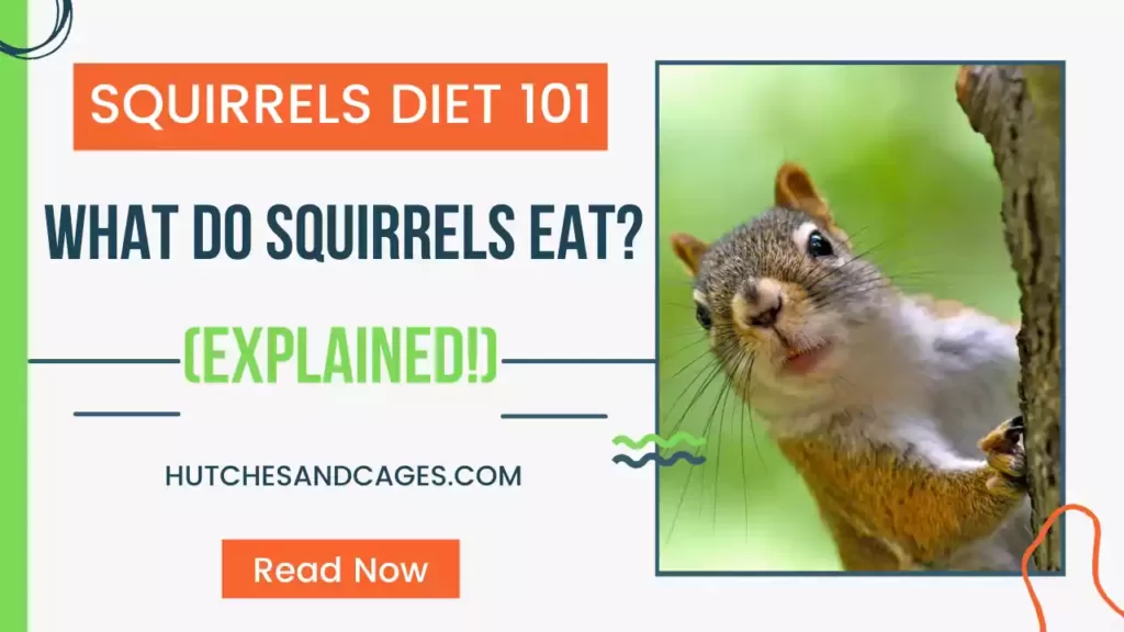 what-do-squirrels-eat