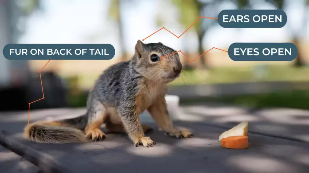 Baby-Squirrel-Age-Chart-Picture