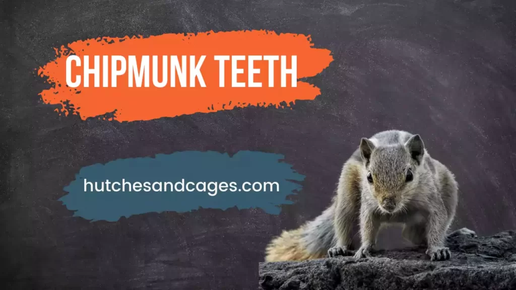 Chipmunk-Teeth