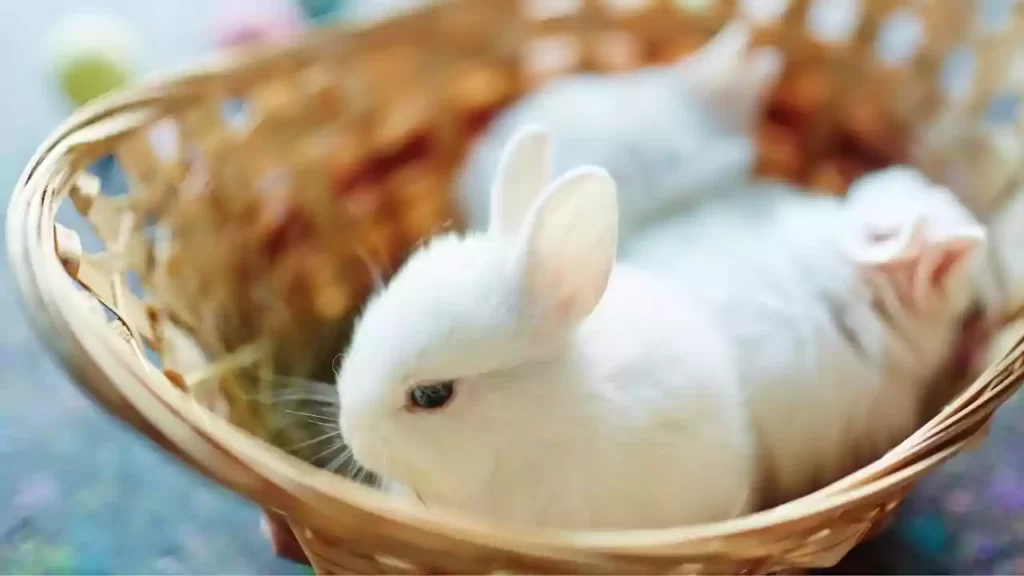 Dwarf-Hotot-Rabbit