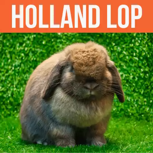 Holland-Lop