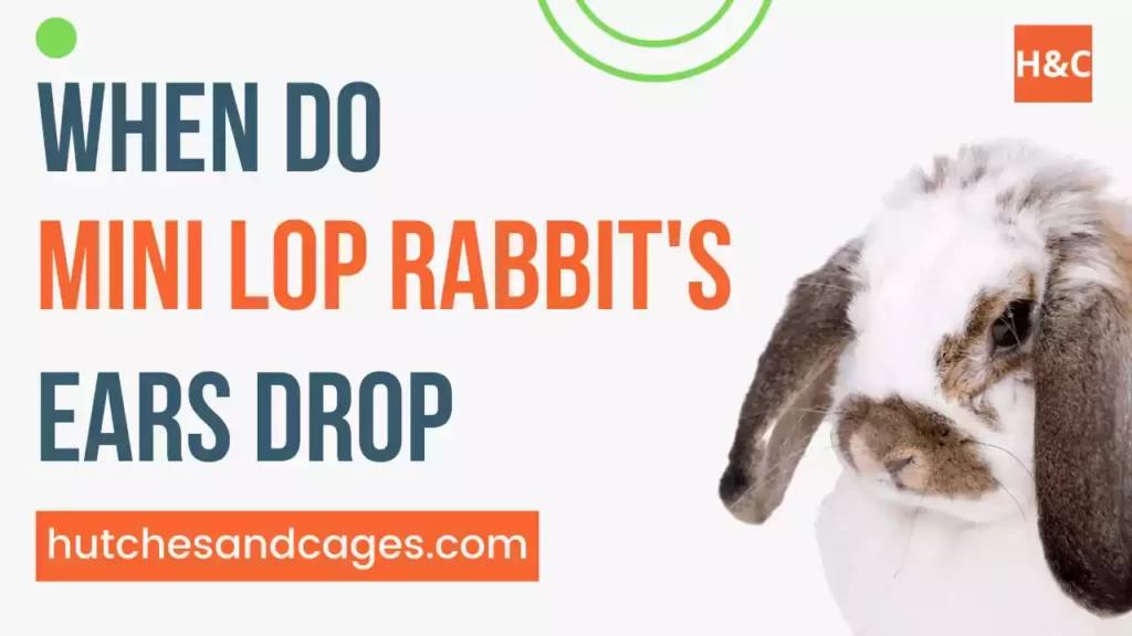 Mini-Lop-Rabbits-Ears-Drop