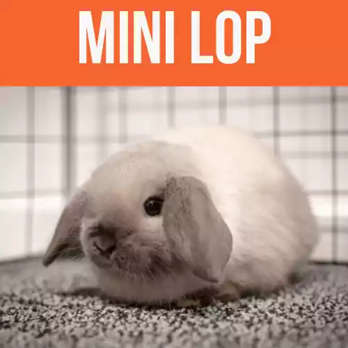 Mini-Lop