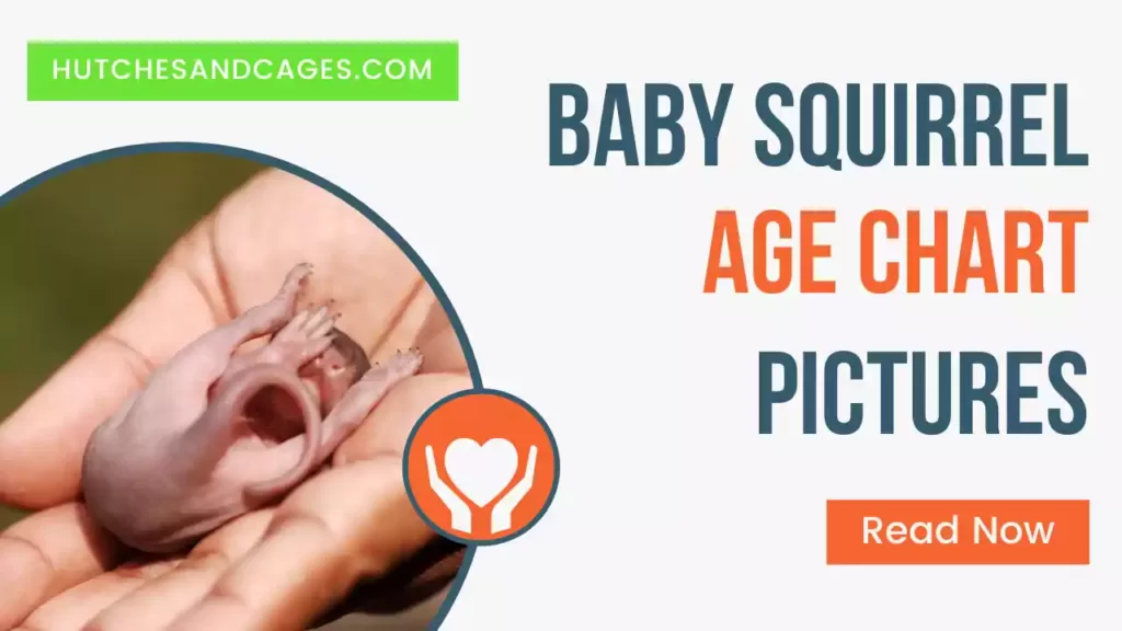 baby-squirrel-age-chart-pictures