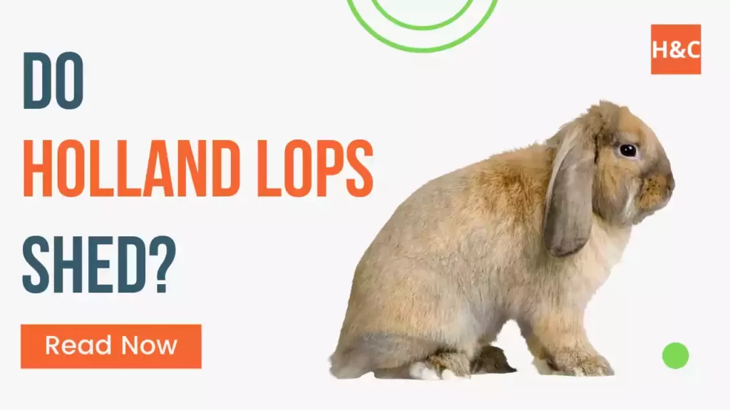 do-holland-lops-shed