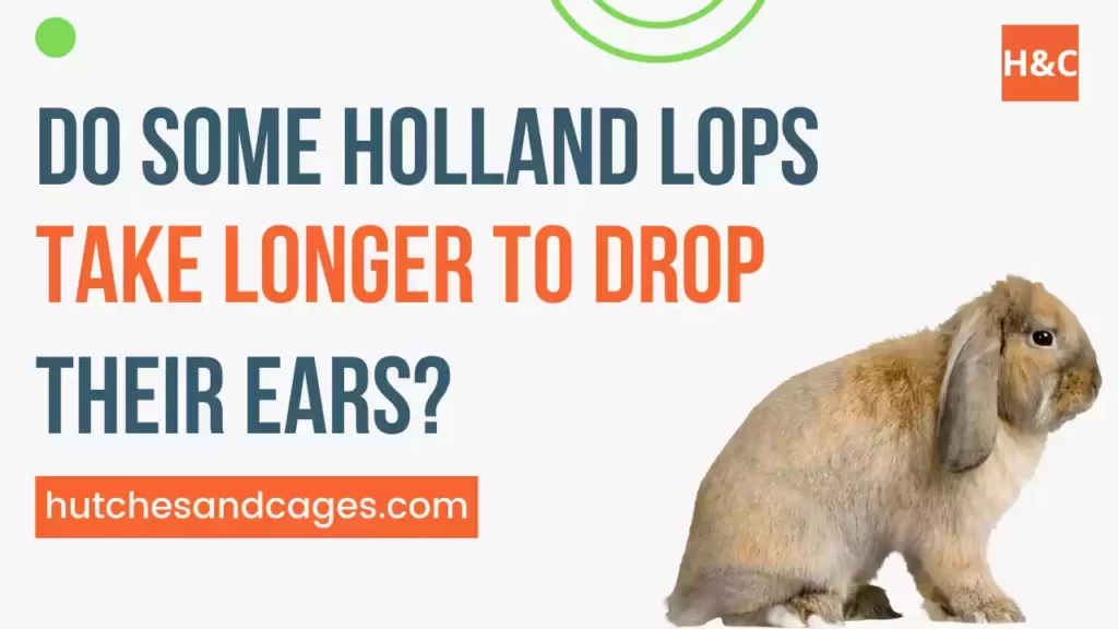 holland-Lop-Rabbits-Ears-Drop