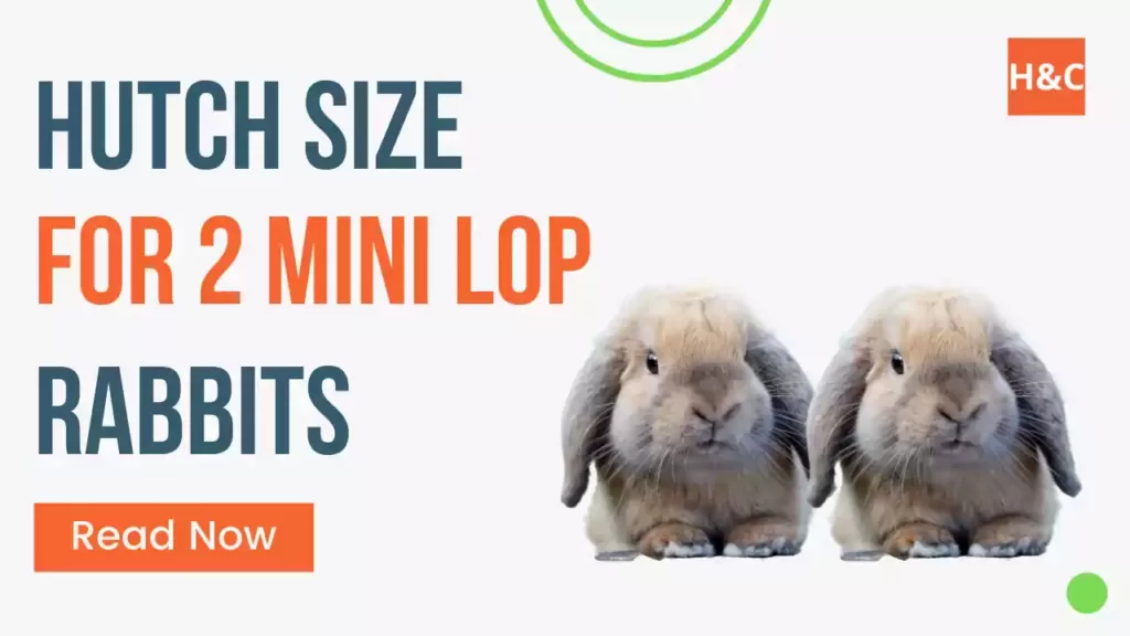 hutch-size-for-2-mini-lop-rabbits