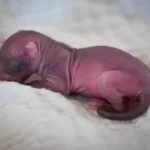 newborn-baby-squirrel