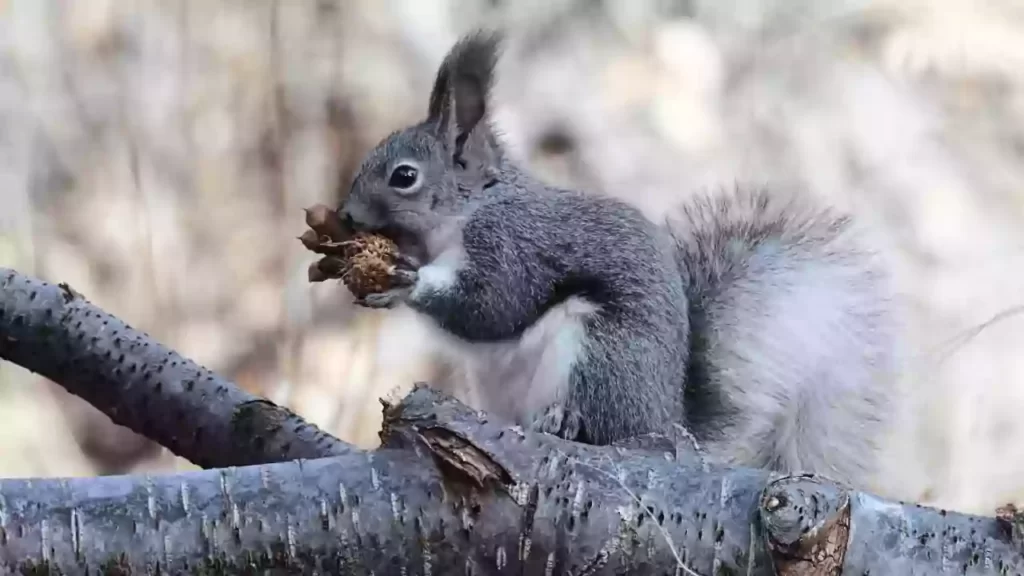 Aberts-Squirrel
