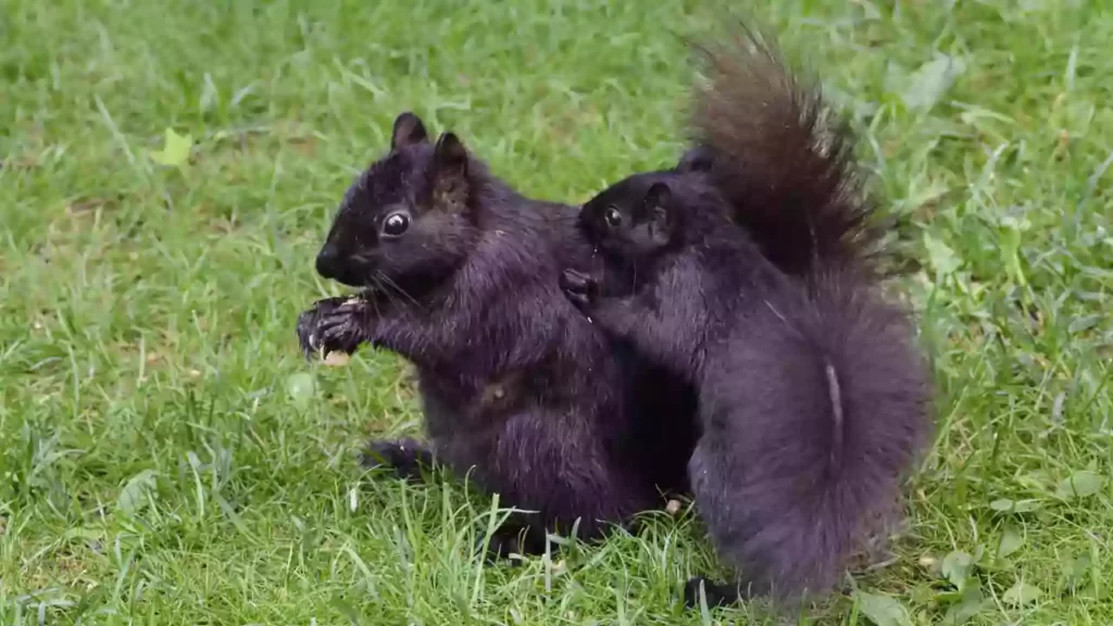 Baby-Black-Squirrel-For-Sale