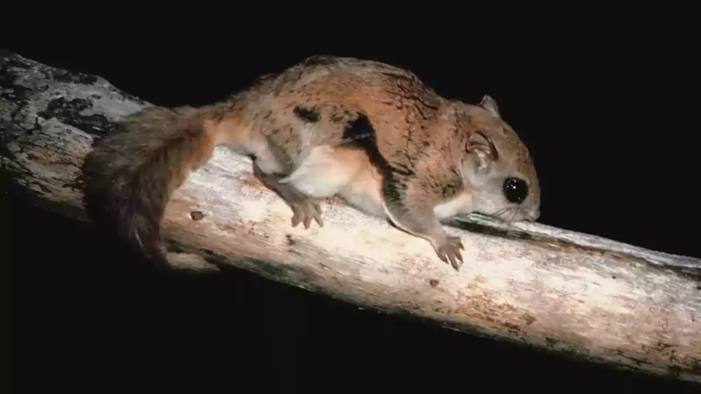 Baby-Flying-Squirrel-For-Sale
