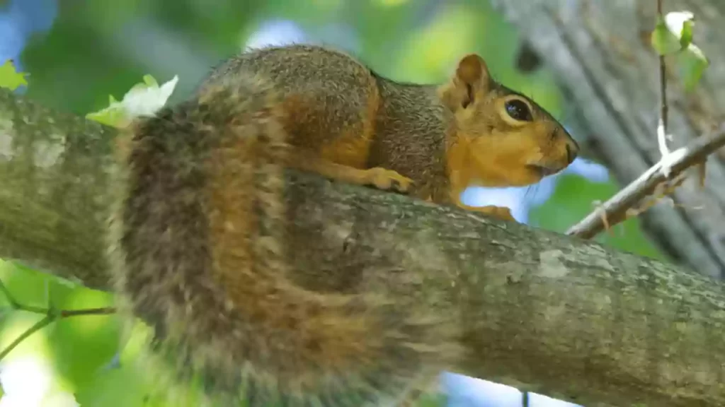Baby-Fox-Squirrel-For-Sale