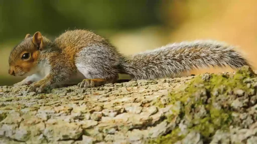Baby-Gray-Squirrel-For-Sale