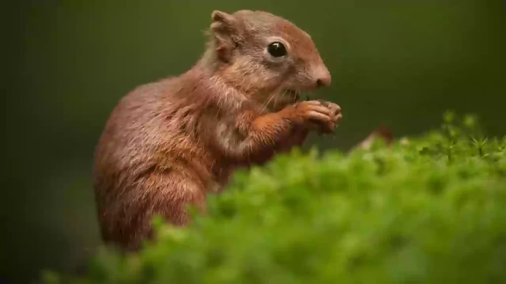 Baby-Red-Squirrel-For-Sale