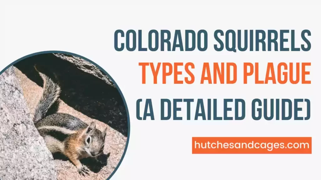 Colorado-Squirrels