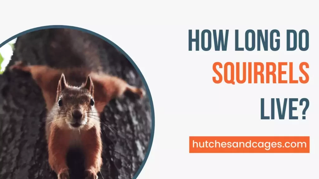How-Long-do-Squirrels-Live