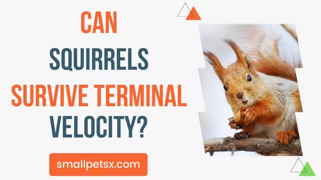 Squirrels-Survive-Terminal-Velocity-image