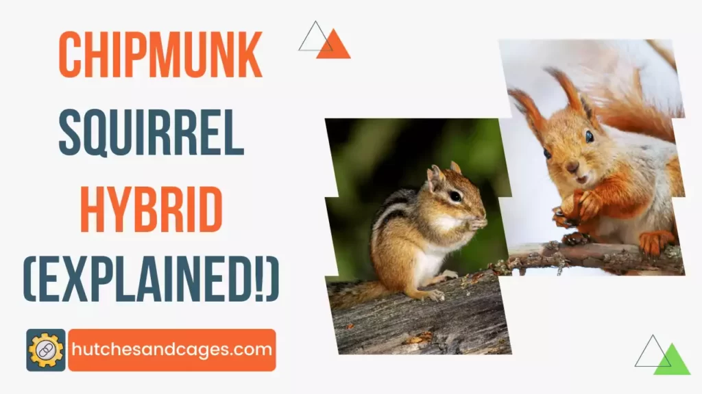 chipmunk-squirrel-hybrid