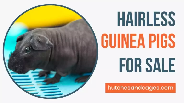 hairless-guinea-pigs-for-sale