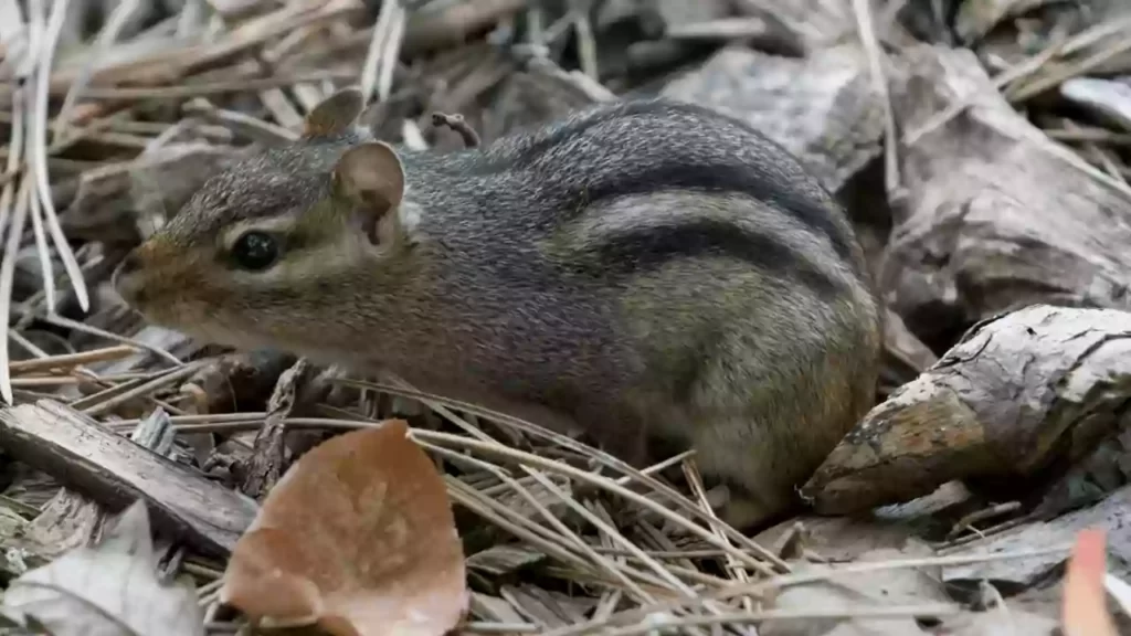 how-to-save-a-chipmunk-in-shock