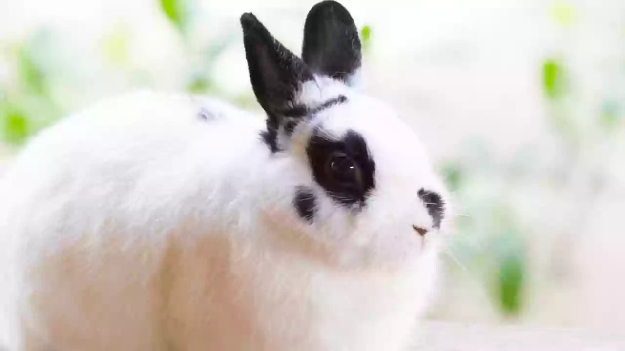 Netherland dwarf rabbit