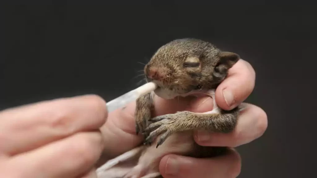 baby-squirrel-care