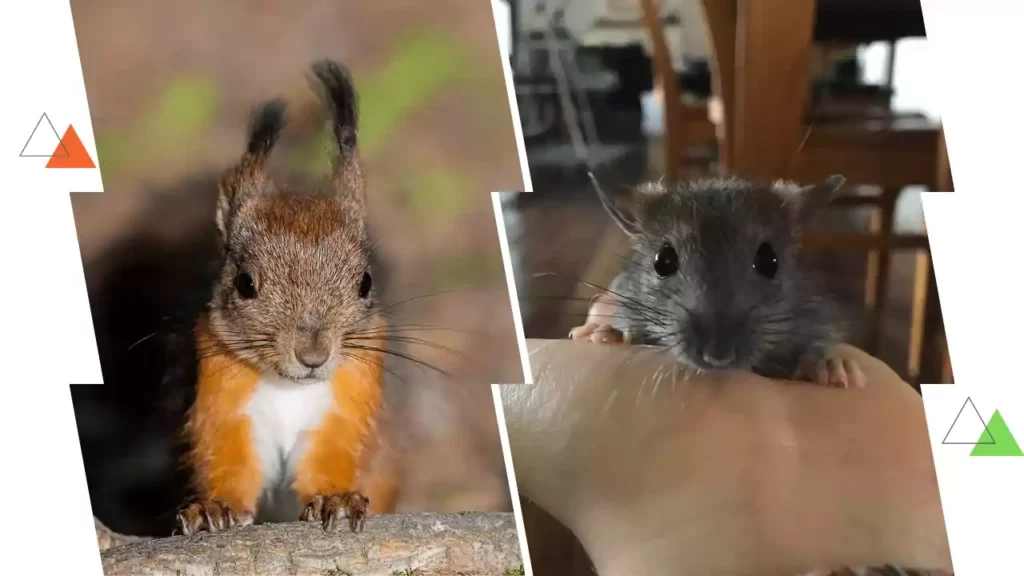 baby-squirrel-vs-baby-rat
