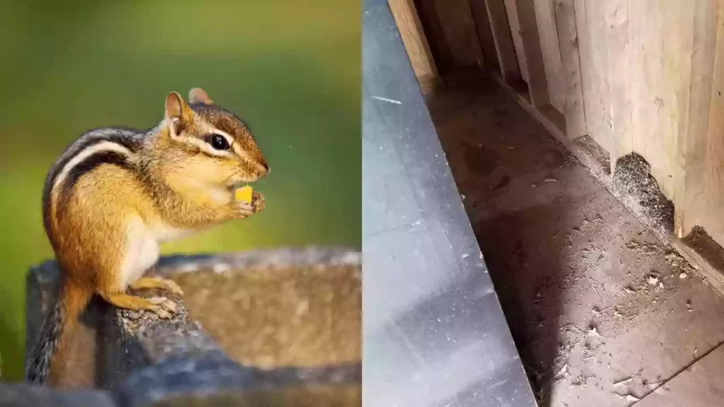 chipmunk-poop-vs-mouse-poop