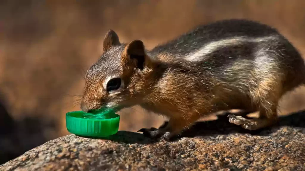 how-to-tell-if-a-chipmunk-is-dying