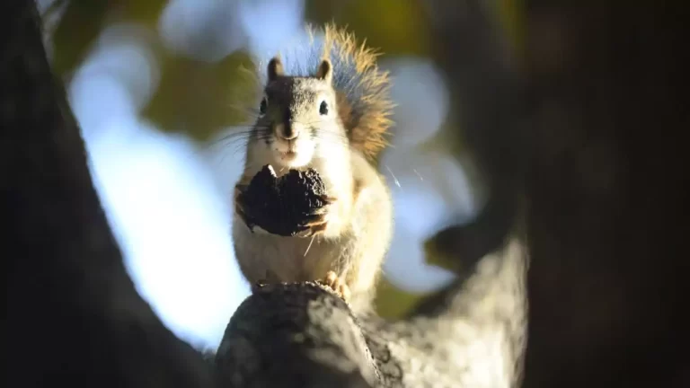 squirrel-bite