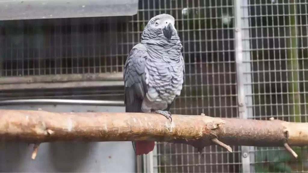 African-Grey-Parrot-for-Sale
