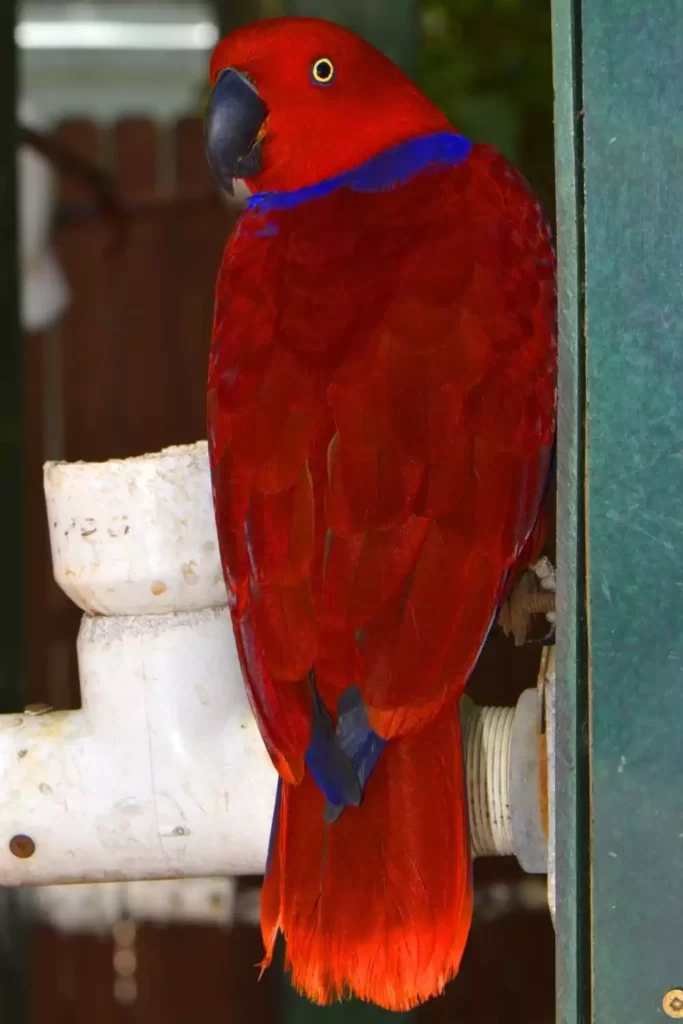 Red-Sided-Eclectus