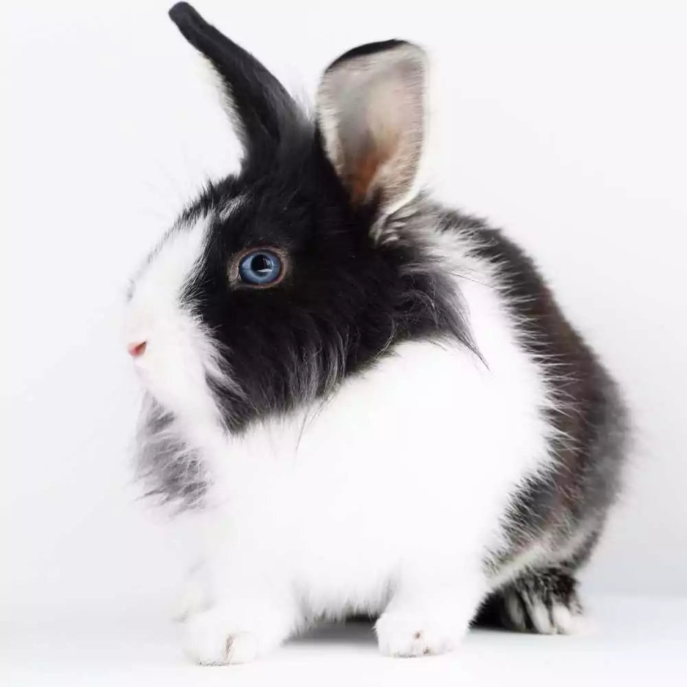 dutch-rabbit-for-sale