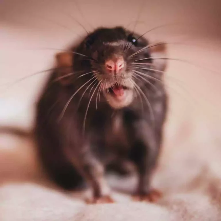 Do-Rats-Eat-Mice