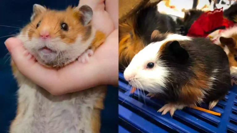 fancy-hamster-vs-teddy-bear-hamsterfancy-hamster-vs-teddy-bear-hamster