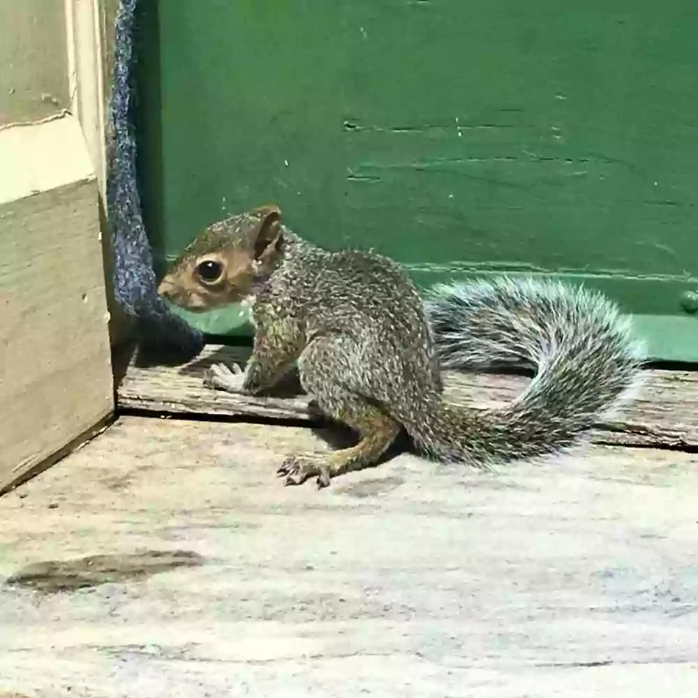 pregnant-squirrel