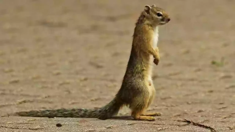 Are-There-Squirrels-In-Africa