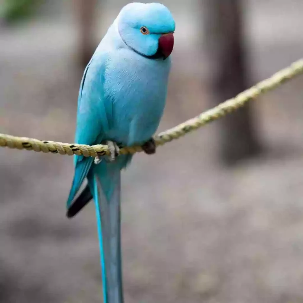 Baby-Cinnamon-Blue-Indian-Ringneck-for-Sale