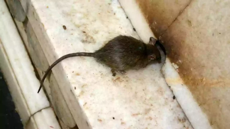 Killing-Rats-With-Salt-And-Detergent