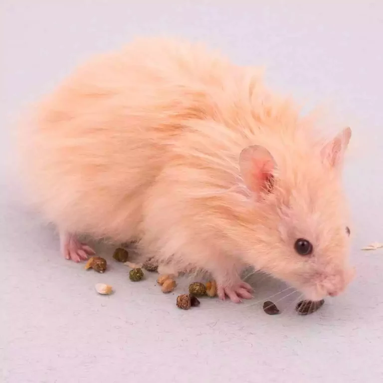 Long-Haired-Syrian-Hamster-For-Sale