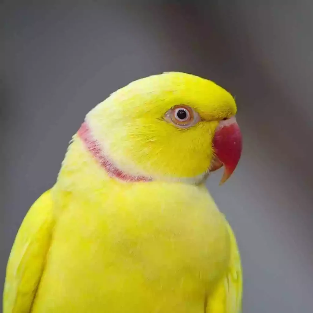 Lutino-Indian-Ringneck-For-Sale