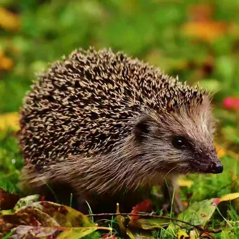 baby-hedgehog-pet-for-sale