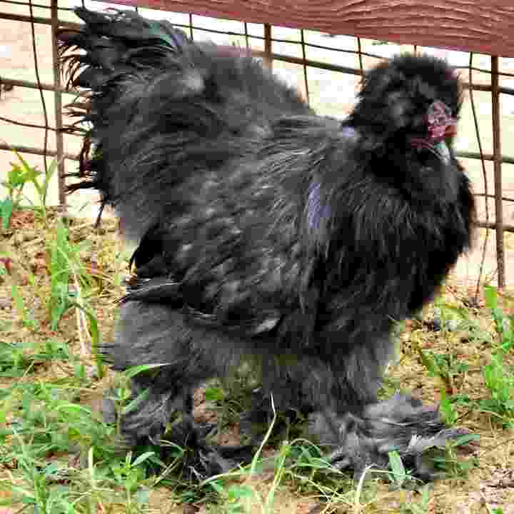 Black-Silkie-Chickens-For-Sale