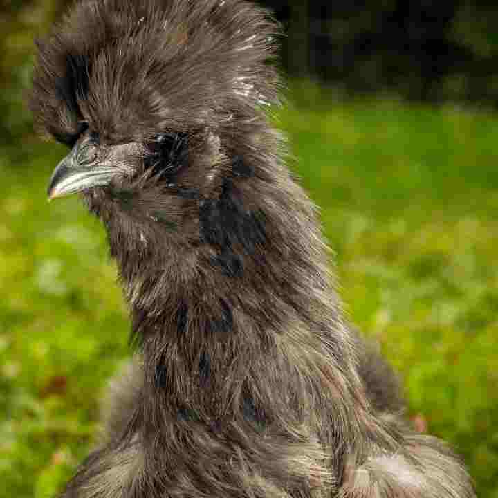 Blue-Silkie-Chickens-For-Sale