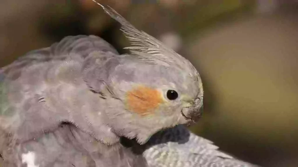 Gray-Cockatiel-Bird-For-Sale