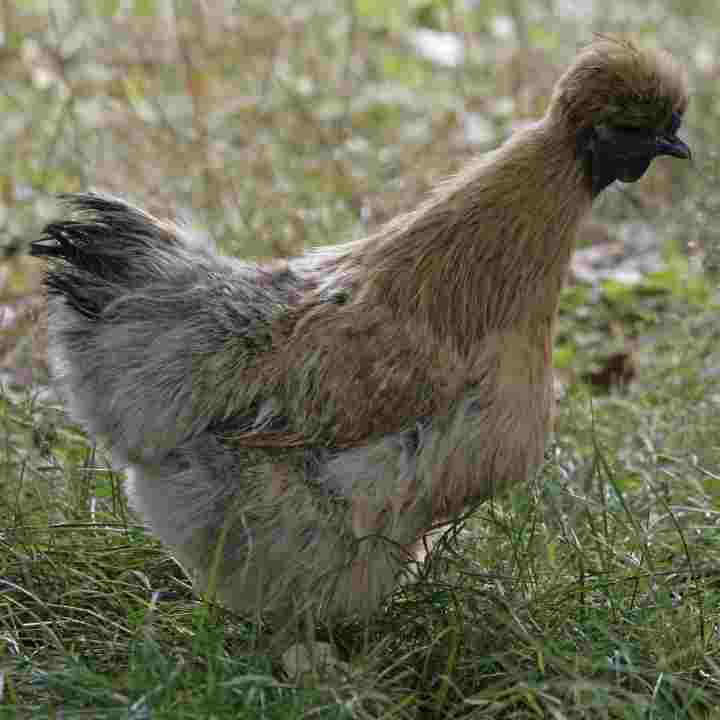 Partridge-Silkie-Chicks-For-Sale