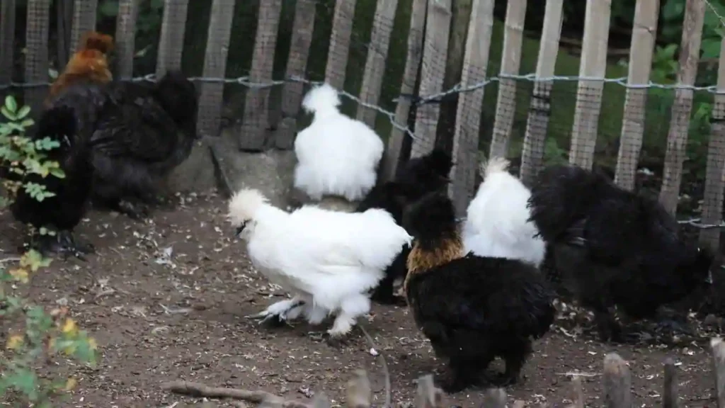 Silkies-For-Sale